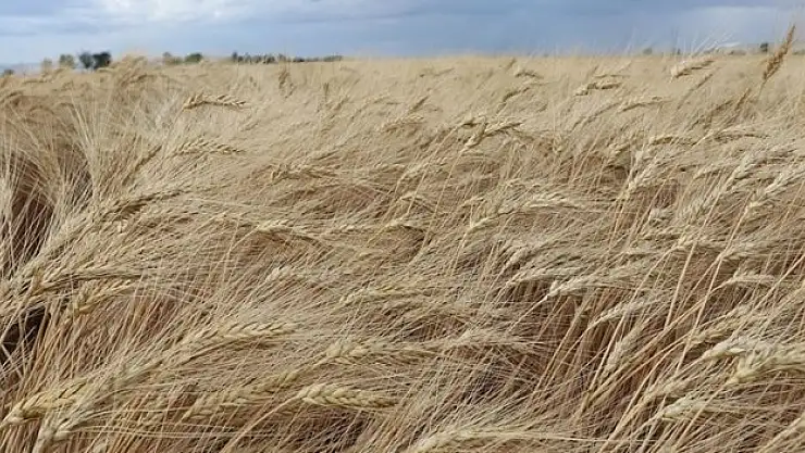 Islah edilen ata tohumu 'Ahmet Buğdayı', bu ekim döneminde toprakla buluşacak