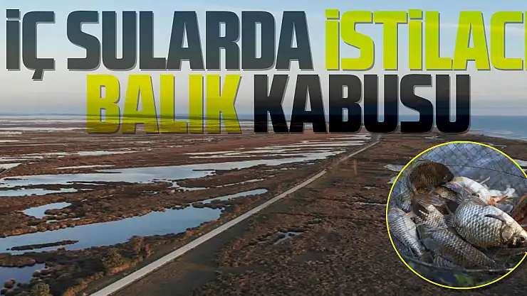 İç sularda istilacı 'İsrail sazanı' ve 'sivrisinek balığı' kabusu