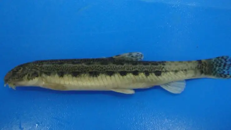 'Çanakkale ve İstanbul boğazlarını geçemez' denilen balık türü Samsun'da tespit edildi