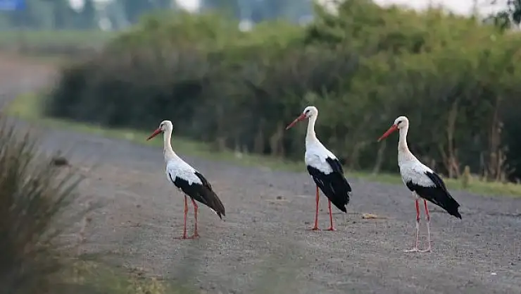 Kızılırmak Deltası Kuş Cenneti pek çok canlıya ev sahipliği yapıyor