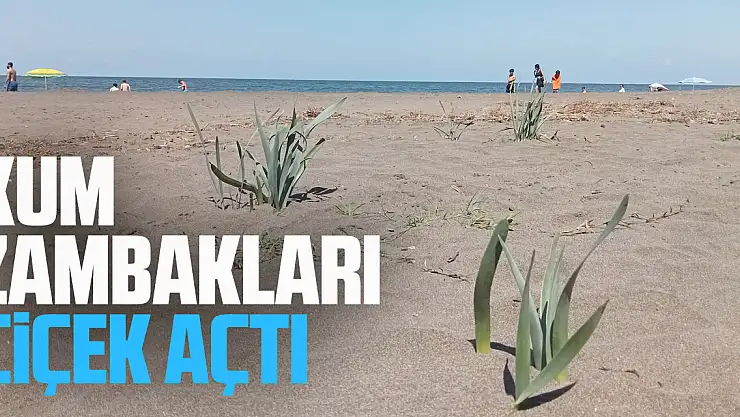 Samsun'da koruma altındaki kum zambakları çiçek açtı