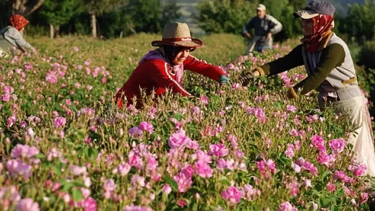 Gülden elde edilen ürünlerle 75 milyon dolarlık ihracat yapılması bekleniyor