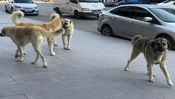 İstanbul Valiliğinden 39 ilçeye 'sokak köpeklerini toplayın' talimatı