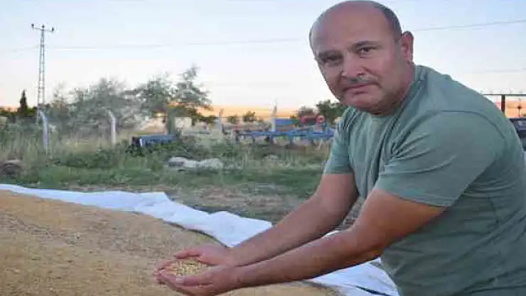 Arguvan'da buğday hasadında sona gelindi