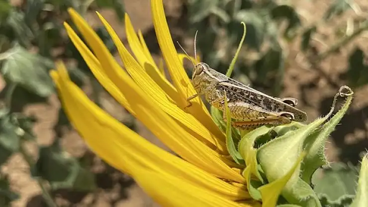 Tekirdağ'da tarım arazilerinde görülen çekirgelere karşı ilaçlama başlatıldı