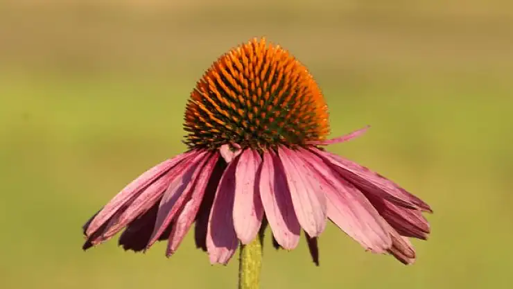 Samsun'un 19 Mayıs ilçesinde ekilen tıbbi aromatik bitki türlerinden ekinezya, çiçek açmaya başladı.