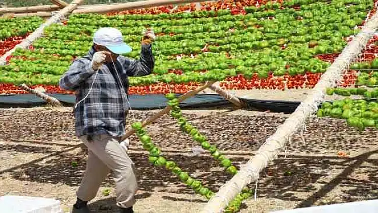 Yılın ilk kurutmalıkları güneşe bırakıldı
