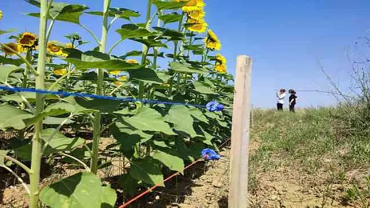 Keşan'da ayçiçeği üreticisi domuz zararına karşı mücadele ediyor