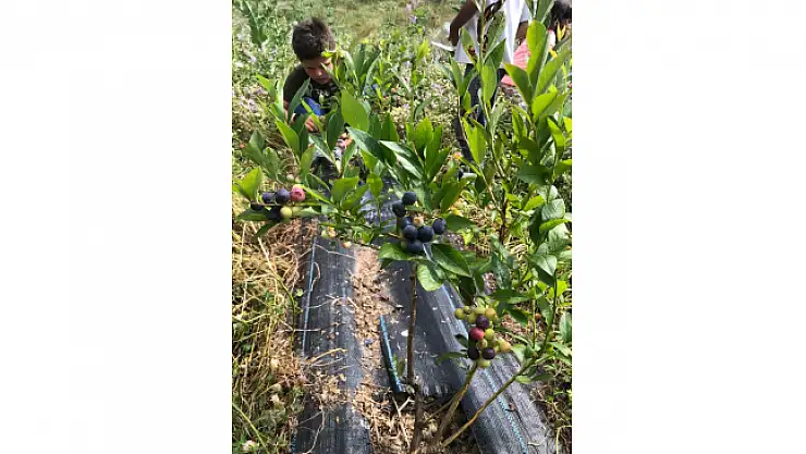 Sinop'ta ilk kez Türkeli'de başlatılmıştı: Yaban mersini yaygınlaşıyor