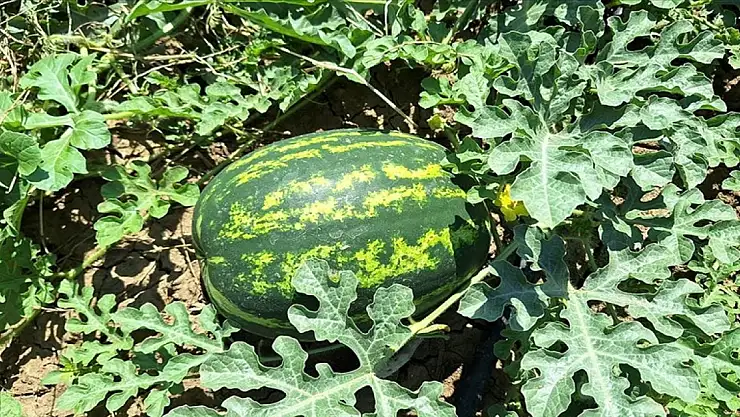 Bafra Ovası'nda erkenci karpuzun hasadına başlandı