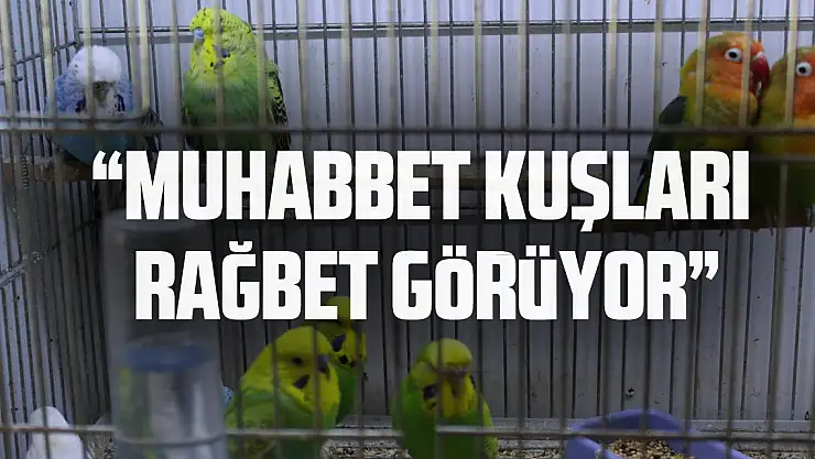 'Muhabbet kuşları rağbet görüyor'