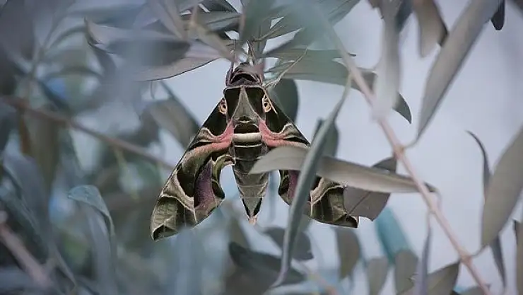 Askeri kamuflaj desenli 'mekik kelebeği' Hatay'da görüntülendi
