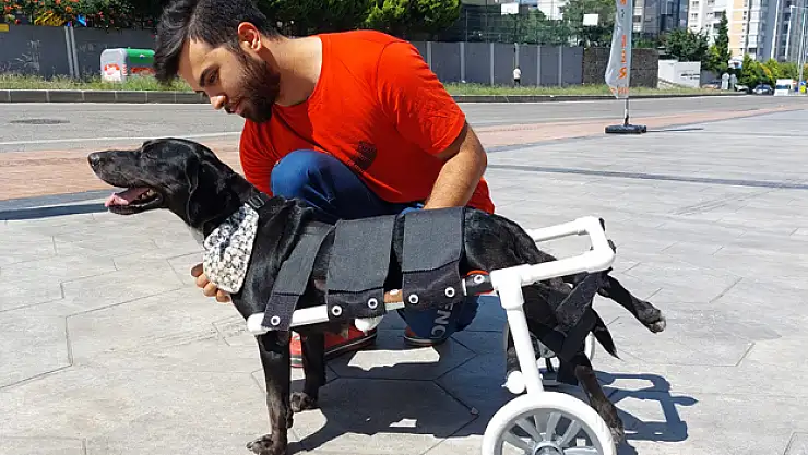 Kazada felç olan köpeği yürüteçle yürüttüler