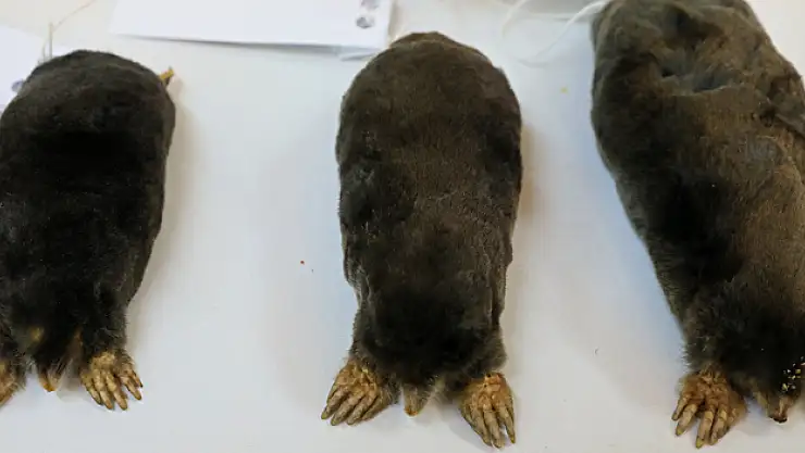 En büyük köstebek türü Hakkari'de keşfedildi