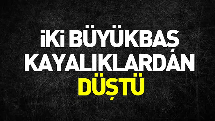 Samsun'da kayalıklardan düşen iki büyükbaş telef oldu