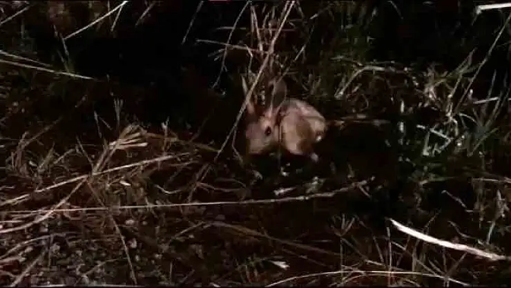 Nadir rastlanan bir tür olan Arap tavşanı Sivrihisar'da görüldü