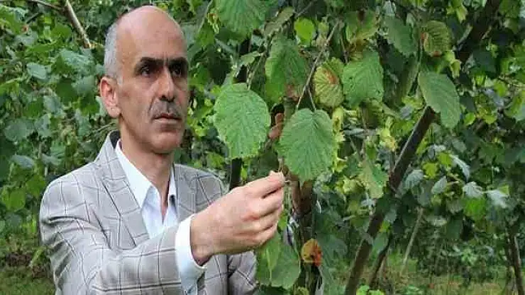 Fındık üreticisi hasat öncesi fiyatın açıklanmasını bekliyor