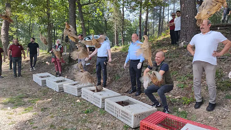 Ordu'da bin adet 'kene avcısı' sülün doğaya salındı