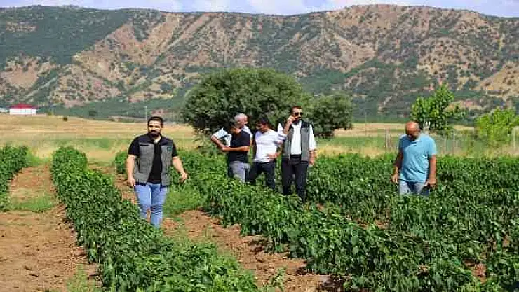 Bingöl'de sebze fideleri ile silajlık mısırlar denetlendi