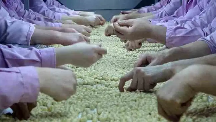 Yarıyılda 2 bin 520 ton fındık ihraç edildi