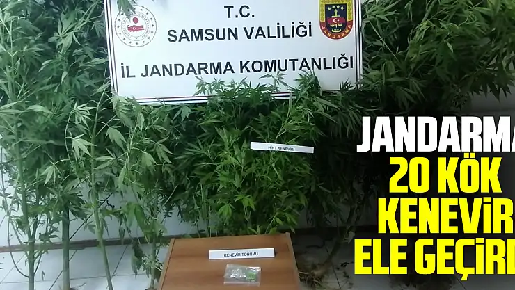 Jandarma kümes bahçesinde ekili 20 kök kenevir ele geçirdi