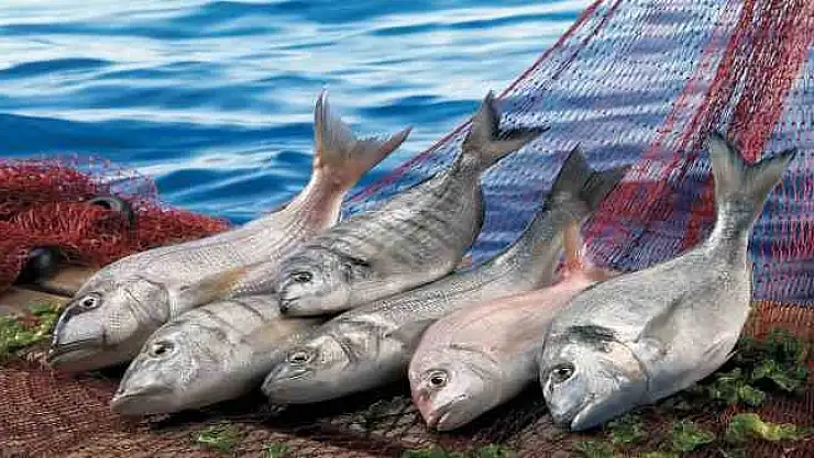 Su ürünleri ihracatında Muğla zirvede