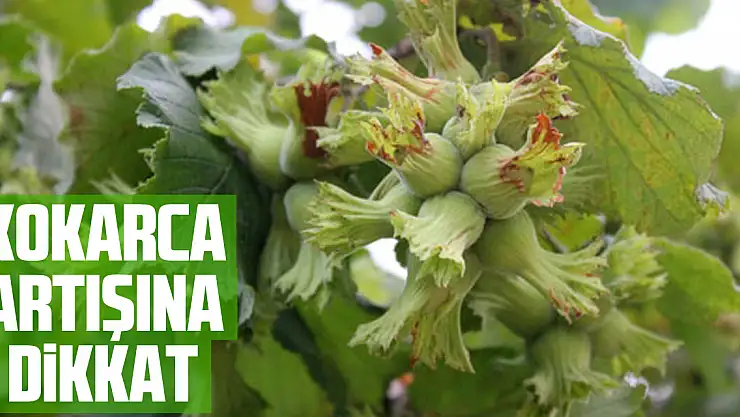 Fındıkta Kokarca Artışına Dikkat