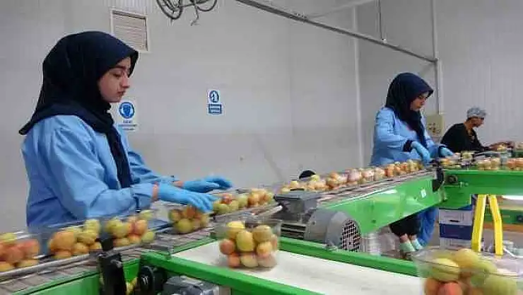 Avrupa'nın yaş kayısısı Malatya'dan