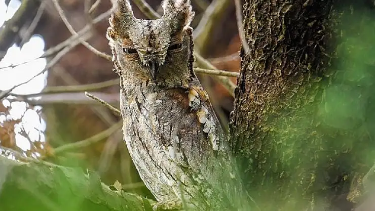 Hersek Lagünü'nde 'İshak kuşu' ile kuş türü sayısı 254'e yükseldi