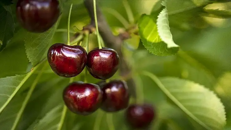 Türkiye'nin kiraz ihracatı 205 milyon dolara ulaştı