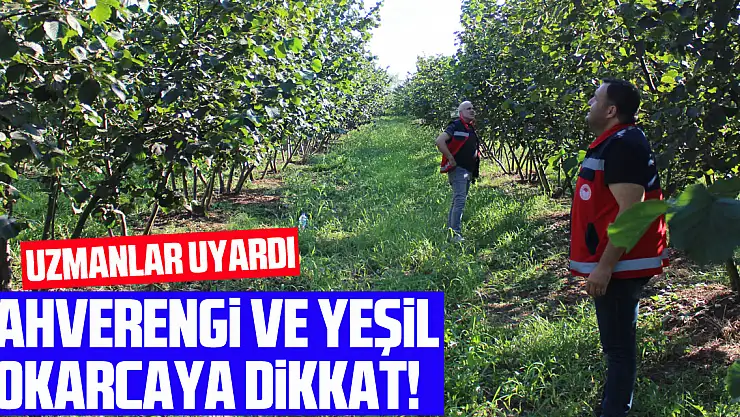 Mühendisler uyardı Kahverengi ve yeşil kokarcaya dikkat!