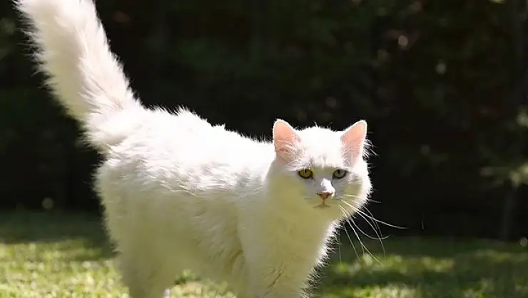 Ayasofya'ya ikinci Ankara kedisi 'patilerini' basacak