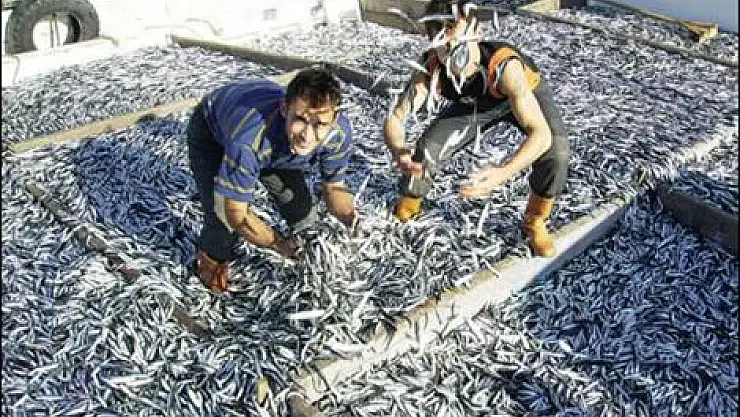 Karadeniz'e erken gelen hamsi, bölgeyi terk etti