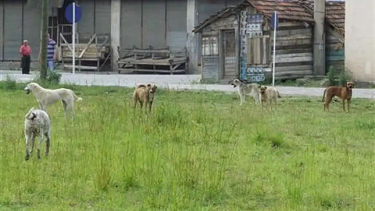 Başıboş köpeklerin yeni mekanı TOKİ…