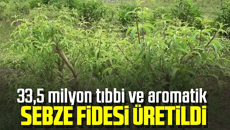 Samsun'da 33,5 milyon tıbbi ve aromatik sebze fidesi üretildi