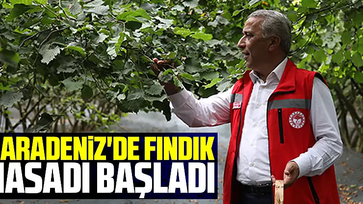 Karadeniz'de fındık hasadı başladı