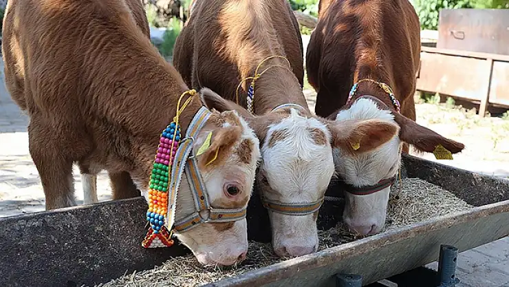 Gaziantep'te üçüz doğan buzağılara özenle bakılıyor