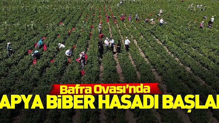 Bafra Ovası'nda kapya biber hasadı başladı