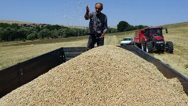San hastalığı ve aşırı sıcak, nohutta verimi düşürdü