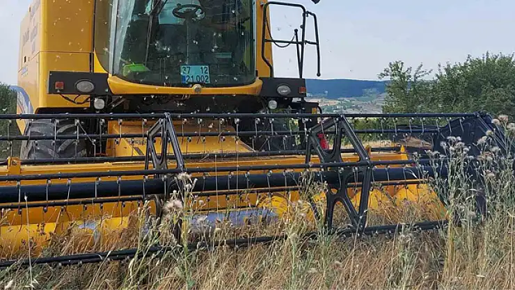 Kastamonu'da 10 bin 350 ton siyez buğdayının hasadı yapıldı