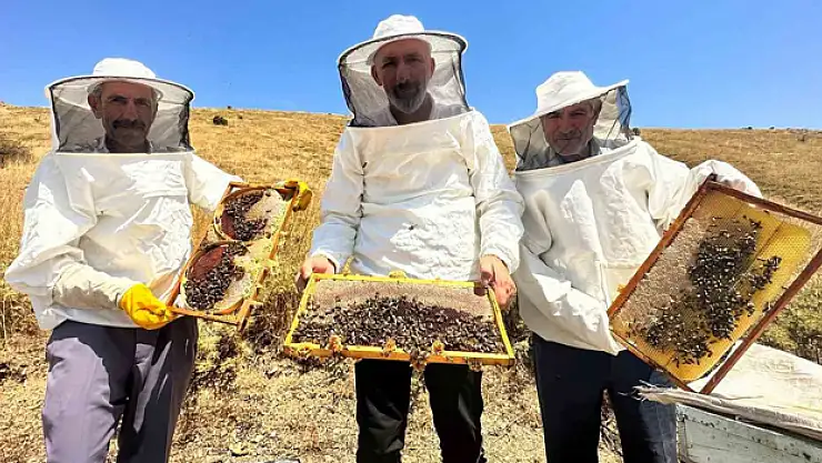 İklim değişikliği ve sıcaklık son 3 yılda bal rekoltesini yüzde 100 düşürdü