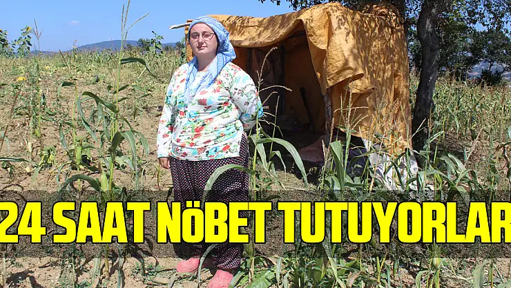 Mısır tarlalarını domuzlardan korumak için 24 saat nöbet tutuyorlar