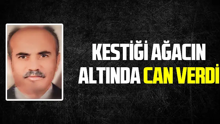 Ormanda kestiği ağaç üzerine devrilen işçi hayatını kaybetti