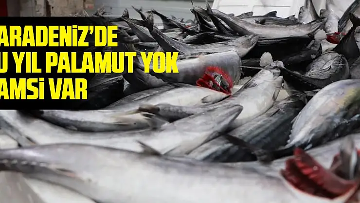 Karadeniz'de bu yıl palamut yok, hamsi var