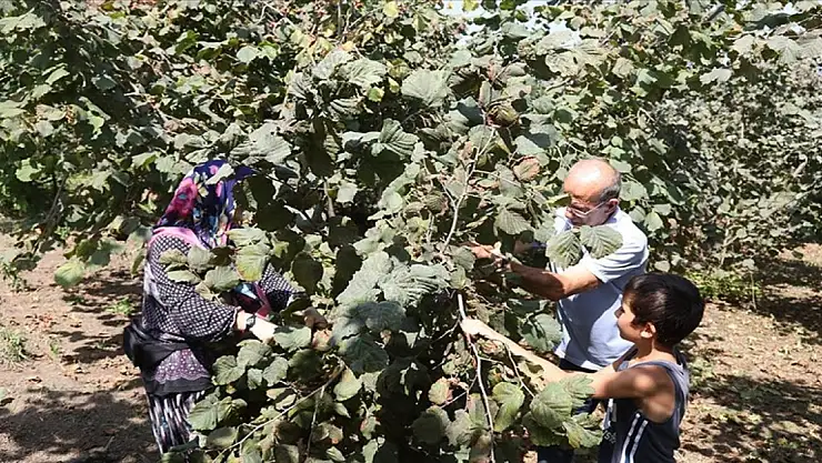 Fındık üreticileri maliyetleri düşürmek için mahsulünü torunlarıyla topluyor