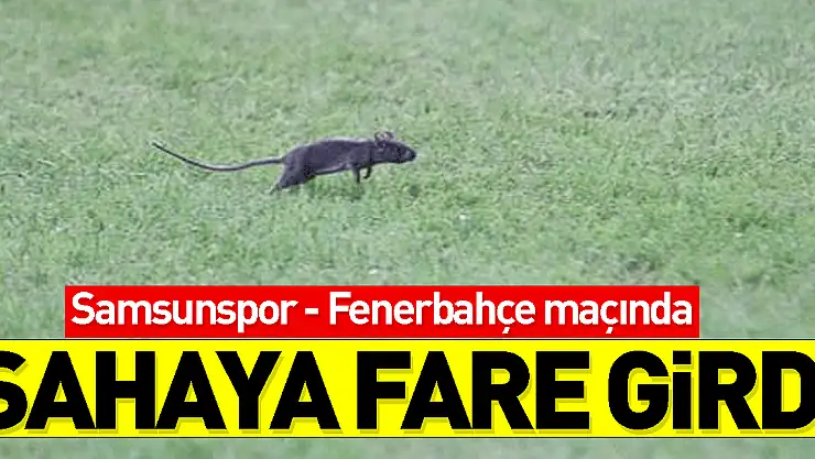 Samsunspor - Fenerbahçe maçında sahaya fare girdi