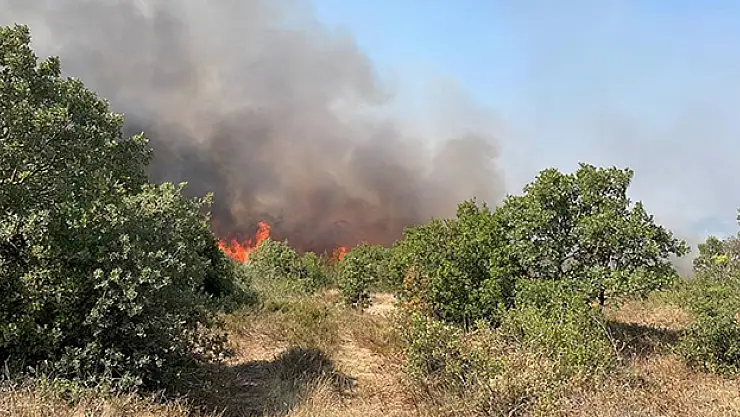Çanakkale'de ağaçlık alanda yangın çıktı
