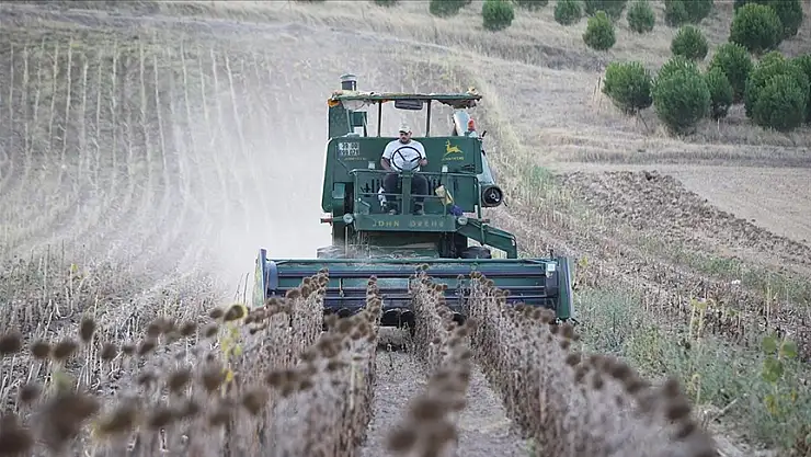 Ayçiçeğinde hasat devam ediyor