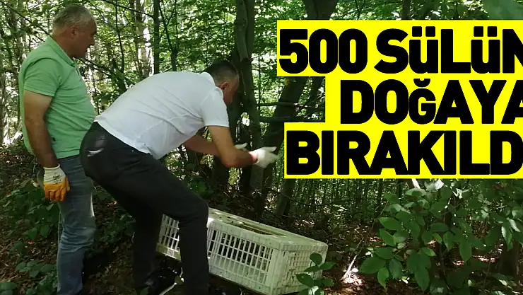 Salıpazarı'nda 500 sülün doğaya bırakıldı