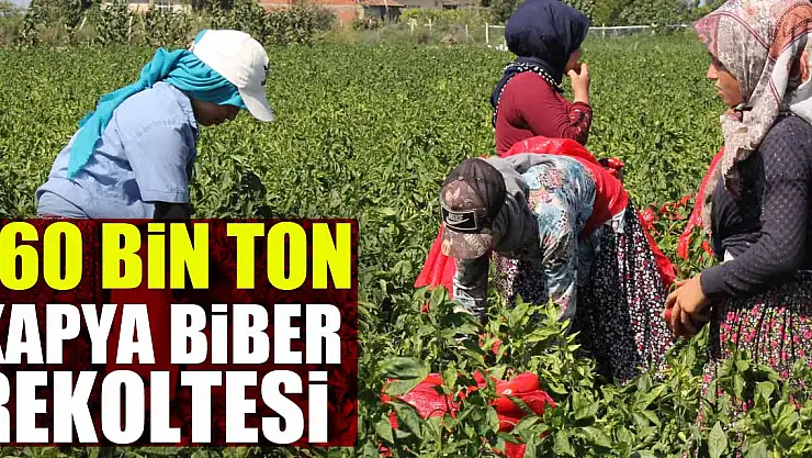 160 bin ton kapya biber rekoltesi bekleniyor